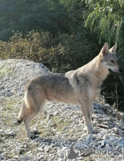 Photo №3. *CHIOTS* INCL. LIVRAISON EN UE. Bulgarie