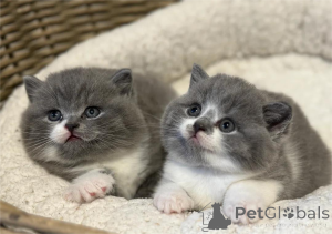 Photo №1. british shorthair - à vendre en ville de Bretzfeld | 350€ | Annonce № 153588