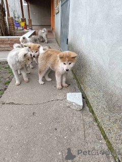 Photo №2 de l'annonce № 162716 de la vente akita (chien) - acheter à Serbie 