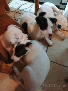 Photo №4. Je vais vendre american staffordshire terrier en ville de Kiev. annonce privée - prix - négocié