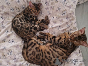 Photos supplémentaires: chatons bengal