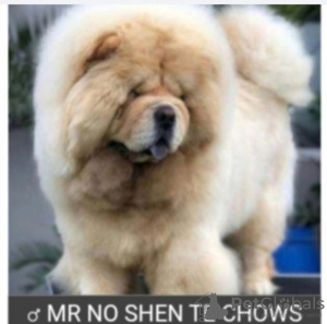 Photos supplémentaires: Chiots Chow Chow à vendre