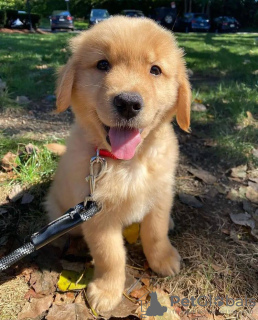 Photos supplémentaires: Chiots golden retriever mignons et en bonne santé disponibles maintenant à la