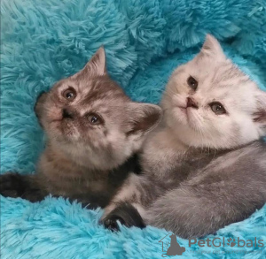 Photo №3. CHATONS SCOTTISH FOLD. USA