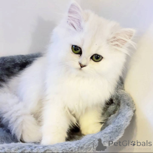 Photo №1.  - à vendre en ville de Porto | Gratuit | Annonce № 162287