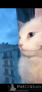 Photo №2 de l'annonce № 93710 de la vente persan - acheter à Turquie annonce privée