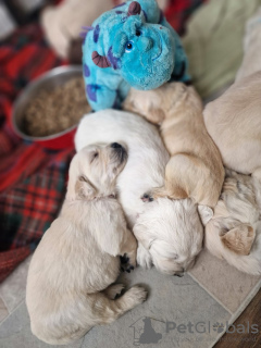 Photos supplémentaires: Beau golden retriever trapu