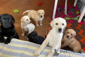 Photo №1. labrador retriever - à vendre en ville de Amsterdam | 700€ | Annonce №160803