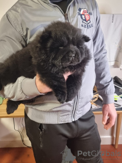 Photo №4. Je vais vendre chow-chow en ville de Amares. annonce privée - prix - 500€