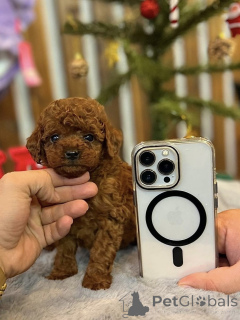 Photo №1. caniche (jouet) - à vendre en ville de Barcelone | négocié | Annonce №163710