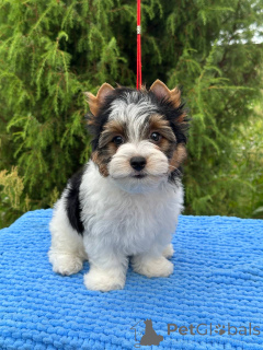 Photo №1.  - à vendre en ville de Orcha | négocié | Annonce №146820