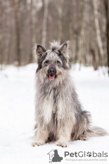 Photos supplémentaires: Un beau chien entre de bonnes mains.