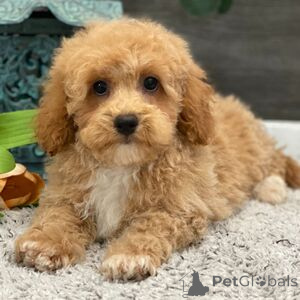 Photo №1. chien bâtard - à vendre en ville de Ankum | 300€ | Annonce №151409