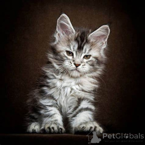 Photo №1. maine coon - à vendre en ville de De Aar | 1190€ | Annonce № 136295