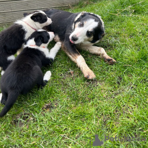 Photo №2 de l'annonce № 42513 de la vente border collie - acheter à Allemagne annonce privée