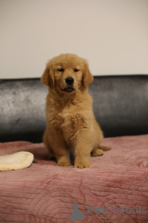 Photo №4. Je vais vendre golden retriever en ville de bateau. éleveur - prix - 2800€