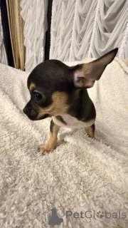 Photo №3. Chihuahua. Serbie