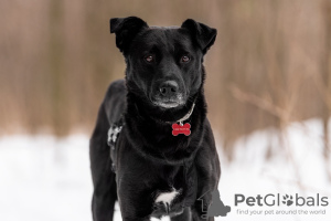 Photos supplémentaires: Le bon chien Drake est entre de bonnes mains.