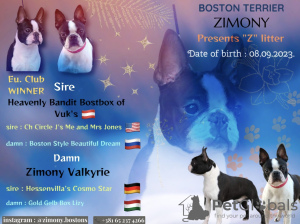 Photo №1. terrier de boston - à vendre en ville de Belgrade | négocié | Annonce №73359