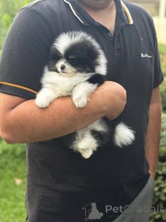 Photo №2 de l'annonce № 163386 de la vente spitz nain - acheter à Pologne éleveur