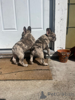 Photo №1. bouledogue - à vendre en ville de Ville de Londres | 400€ | Annonce №157405