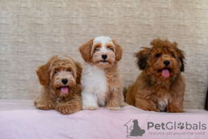 Photos supplémentaires: Chiots bichon havanais