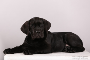 Photos supplémentaires: Cane Corso. Chiots