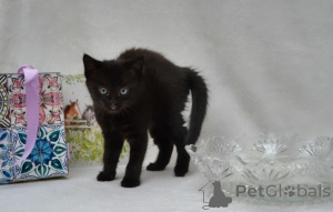 Photo №3. chatons maine coon. Allemagne