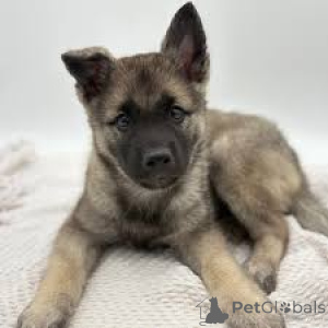 Photo №2 de l'annonce № 163878 de la vente vallhund suédois - acheter à Pays Bas annonce privée, éleveur