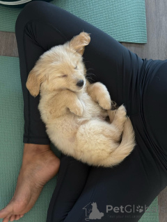Photo №3. Entzückende Golden-Retriever-Welpen suchen ein liebevolles Zuhause!. Allemagne