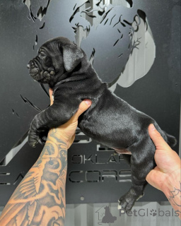 Photo №4. Je vais vendre cane corso en ville de Aiola. annonce privée - prix - négocié