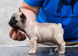 Photo №2 de l'annonce № 173372 de la vente bouledogue - acheter à Serbie 