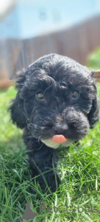 Photo №2 de l'annonce № 149839 de la vente maltipu - acheter à Allemagne annonce privée, éleveur