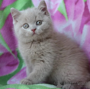 Photo №1. british shorthair - à vendre en ville de Feuille | 350€ | Annonce № 178149
