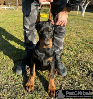 Photo №4. Je vais vendre dobermann en ville de Belgrade. éleveur - prix - négocié
