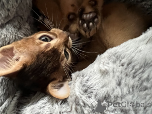 Photo №3. Chatterie certifiée de chatons Abyssins. Biélorussie
