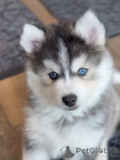 Photo №3. Chiots Husky Sibérien aux yeux bleus en bonne santé à vendre. Allemagne