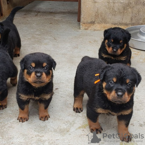 Photo №1. rottweiler - à vendre en ville de Антверпен | 450€ | Annonce №120689