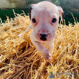 Photo №3. Chiots American Bully Pocket prêts à partir !!!. Allemagne