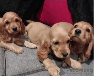 Photo №1. cocker spaniel anglais - à vendre en ville de Stockholm | négocié | Annonce №113202