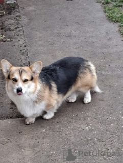 Photo №2 de l'annonce № 161006 de la vente welsh corgi - acheter à Serbie éleveur