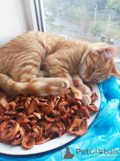Photos supplémentaires: Chat rouge, chaton Orange, à la recherche d'une famille !