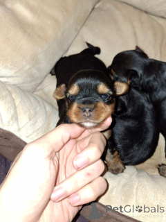 Photo №4. Je vais vendre biewer yorkshire terrier, bichon à poil frisé, yorkshire terrier, bichon maltais, maltipu, spitz nain, caniche (nain), caniche royale, caniche (jouet) en ville de Helsinki. annonce privée, de la fourrière - prix - 700€