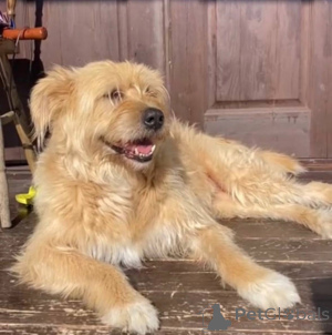 Photo №2 de l'annonce № 158139 de la vente chien bâtard - acheter à Fédération de Russie annonce privée