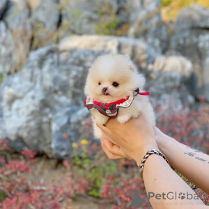 Photo №2 de l'annonce № 165640 de la vente  - acheter à USA 