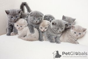 Photo №1. british shorthair - à vendre en ville de Гриндельвальд | Gratuit | Annonce № 129216