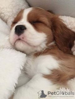 Photo №3. J'ai un Cavalier King Charles Spaniel. Allemagne