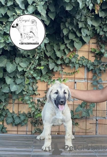 Photos supplémentaires: Chiots kangal turcs à vendre