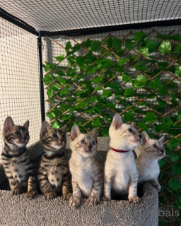 Photo №1. bengal - à vendre en ville de Lille | 750€ | Annonce № 152775