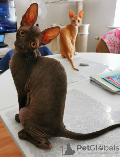 Photo №4. Je vais vendre cornish rex en ville de Bydgoszcz. de la fourrière - prix - 500€